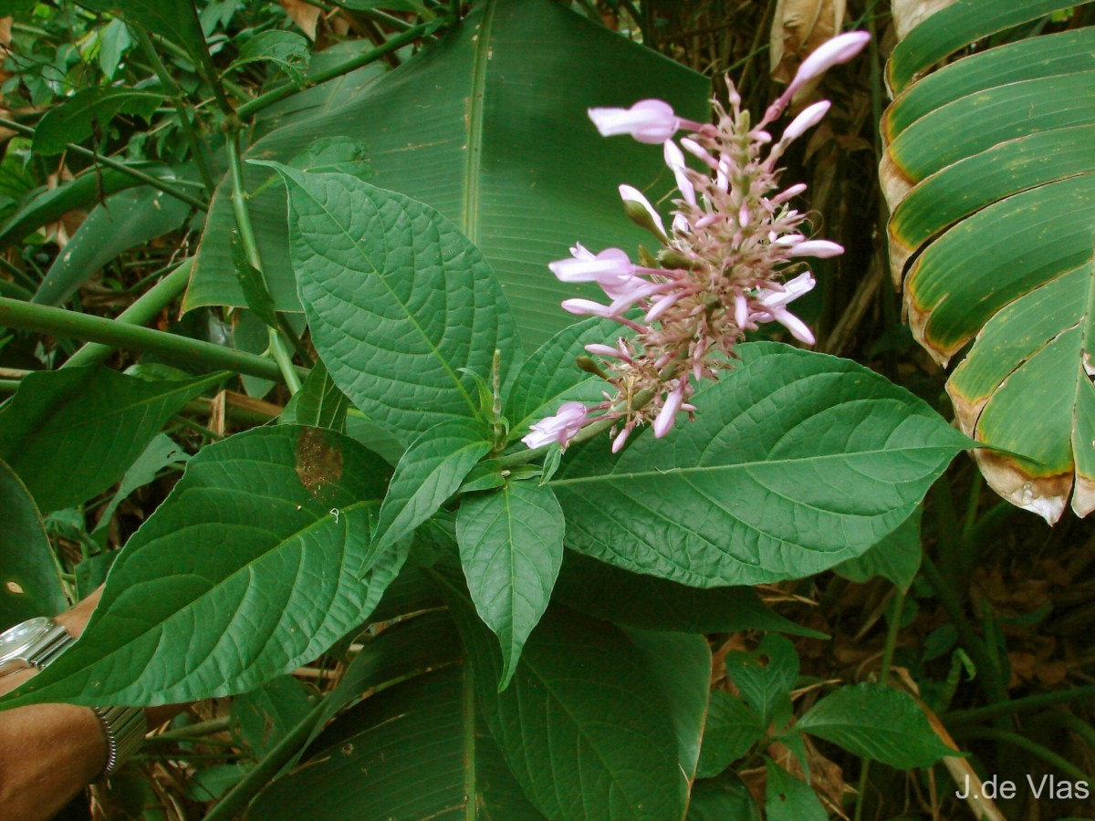 Odontonema callistachyum (Schltdl. & Cham.) Kuntze